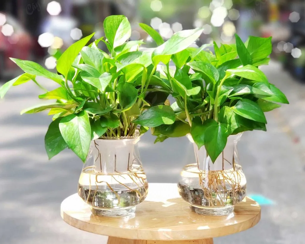 Cây Vạn Niên Thanh với lá xanh tươi tốt, mang ý nghĩa sung túc