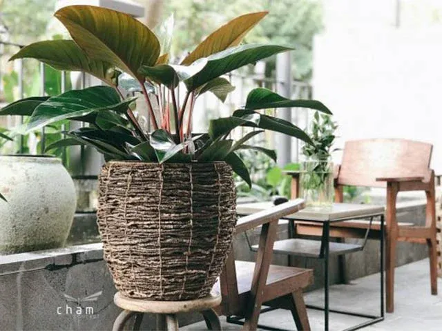 chạm nơi bán chậu cây cảnh hcm