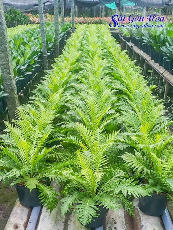 Chậu cây dương xỉ khủng tước được đặt ở góc sân vườn, tạo điểm nhấn xanh mát.