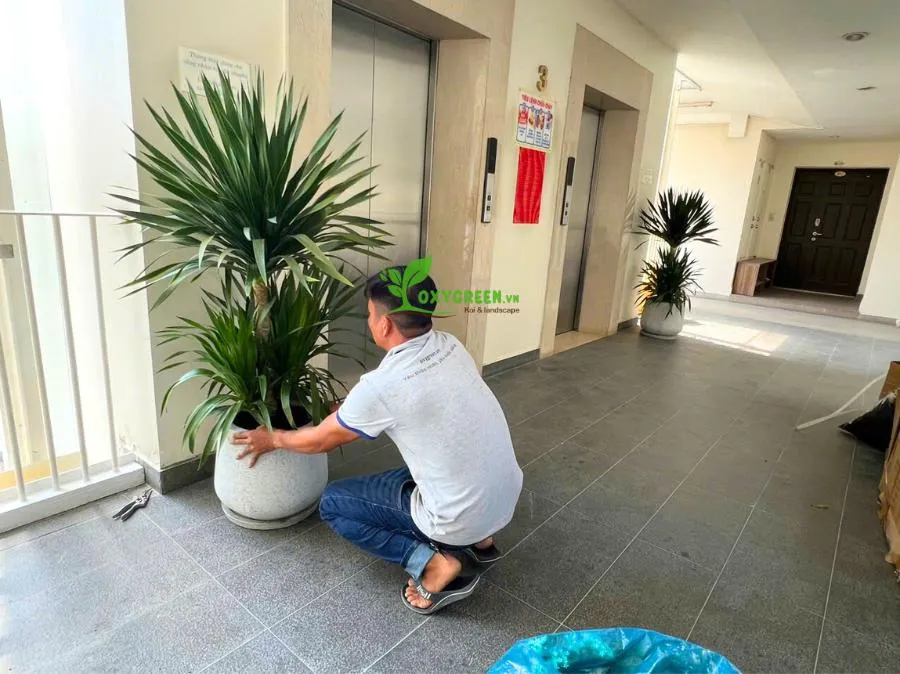 Cây phát tài núi được chăm sóc đúng cách