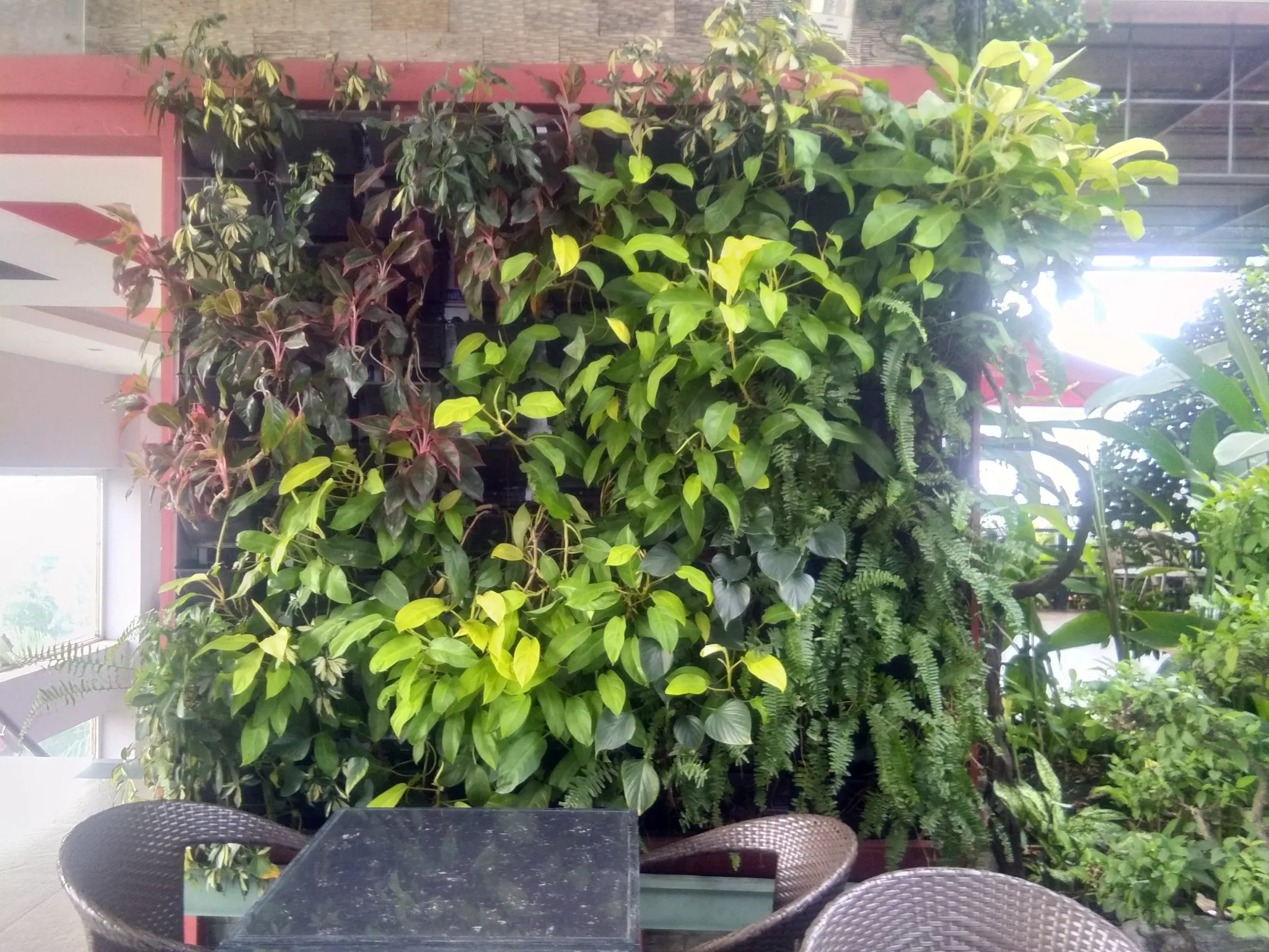 Chăm sóc sân vườn quán cafe Quận 2