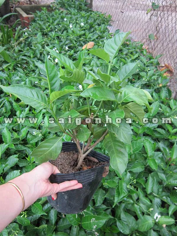 Chậu cây hoa Lài trâu trang trí ban công