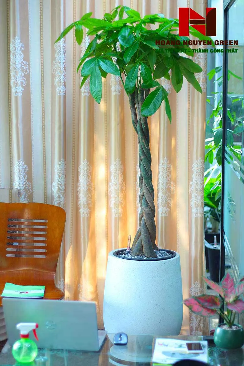 Cây Kim Ngân với dáng vẻ vững chãi, tượng trưng cho sự thịnh vượng.