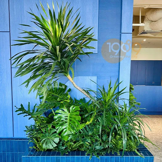 Chậu cây Phát Tài Núi với thế cây đẹp mắt