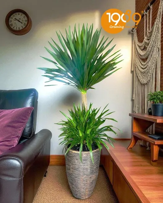 Chậu cây Phát Tài Núi với đất trồng tơi xốp