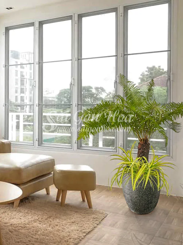 Chậu cây dương xỉ thân gỗ đặt trong nhà, mang đến vẻ đẹp sang trọng và tinh tế.