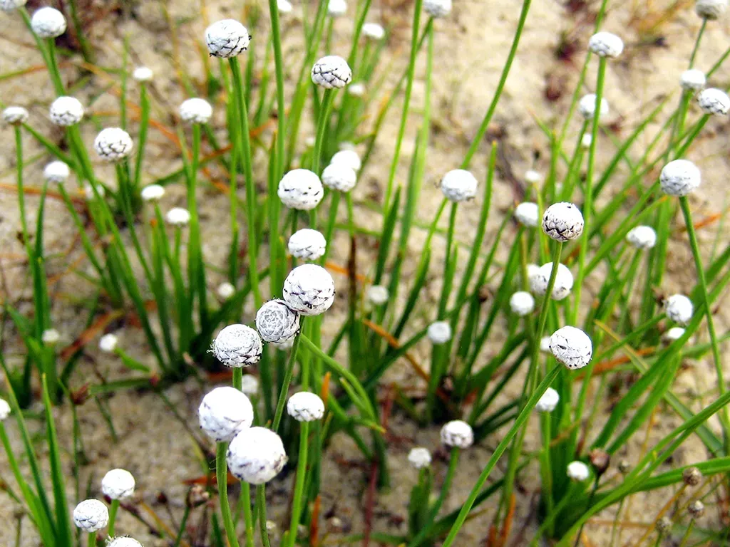 Cỏ dùi trống, cây thủy sinh bể cá tạo điểm nhấn nhỏ gần