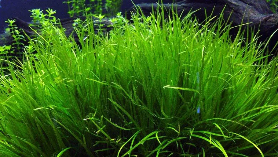 Thảm cỏ Nhật, cây thủy sinh không cần CO2 nhưng cần ánh sáng tốt
