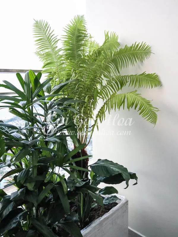 Cận cảnh vẻ đẹp ấn tượng của cây dương xỉ thân gỗ trong không gian sân vườn.