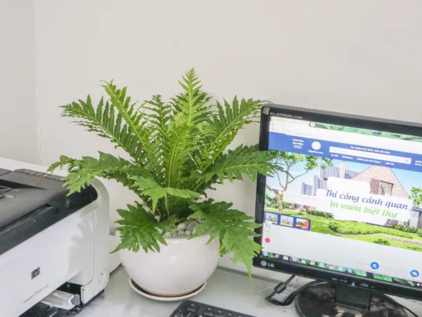 Chậu cây dương xỉ khủng tước với thiết kế độc đáo, phù hợp với nhiều không gian.