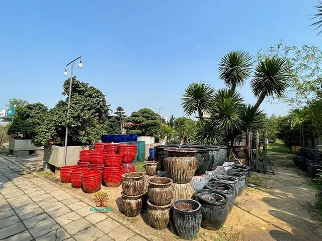 cửa hàng cây cảnh minh tân Q2 hcm