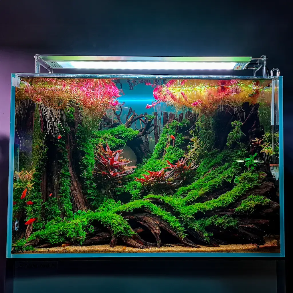 Cửa hàng thủy sinh với nhiều mẫu layout đẹp mắt