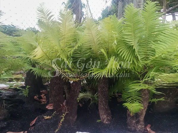 Cận cảnh cây dương xỉ thân gỗ với dáng vẻ cổ thụ, đầy ấn tượng.