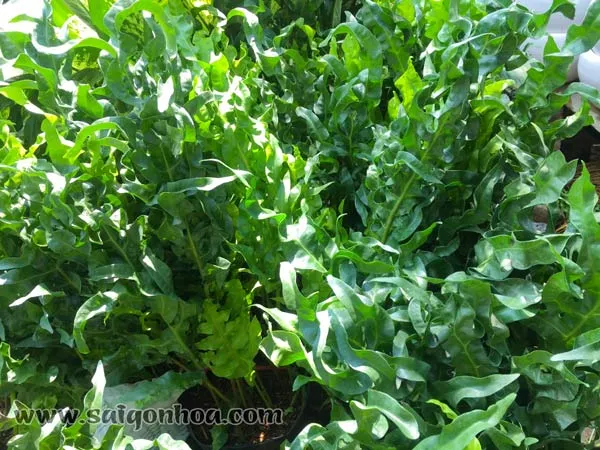 Cây dương xỉ gạc nai với những chiếc lá xanh thẫm, uốn lượn đẹp mắt.