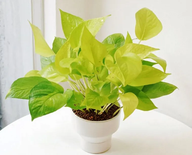 Đặc điểm lá và cuống lá của trầu bà vàng có màu vàng sáng