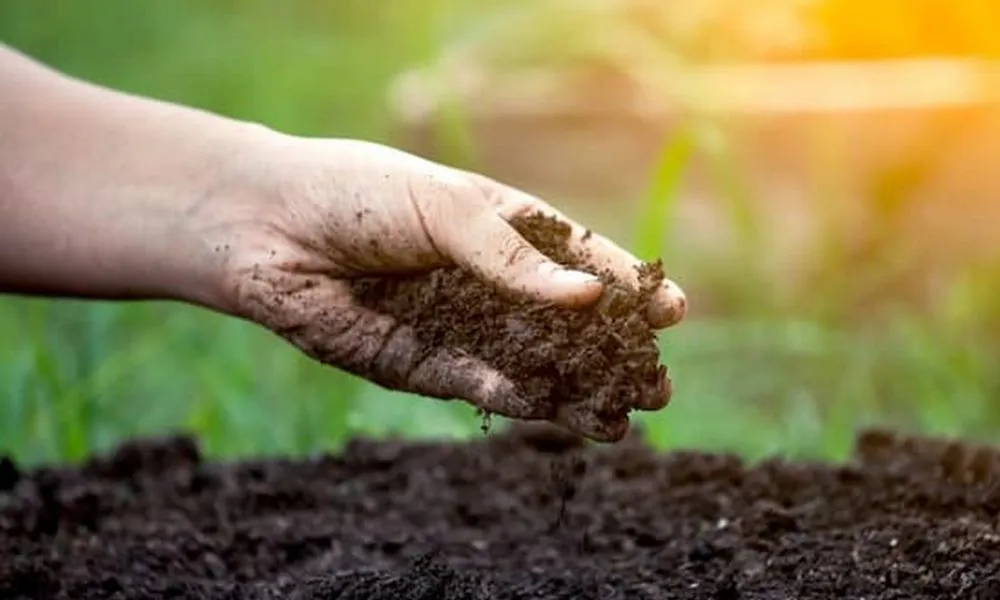 Đất trồng là gì?