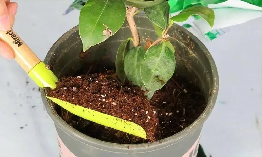 Những điều cần lưu ý khi làm đất trồng cây cảnh