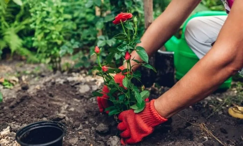 Cách cải tạo đất trồng cây cảnh