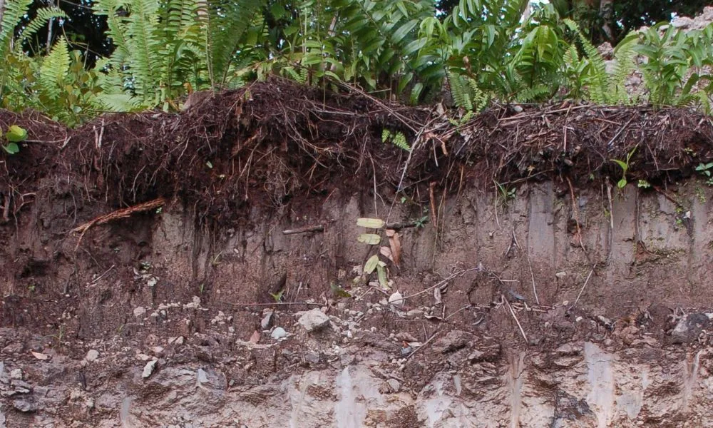 Đất trồng được cấu thành từ ba phần chính: phần rắn, phần lỏng, và phần khí