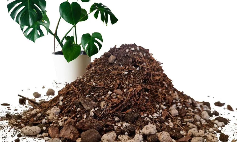 Vì sao khi trồng cây người ta phải thường xuyên xới đất ở gốc cây cho tơi xốp?