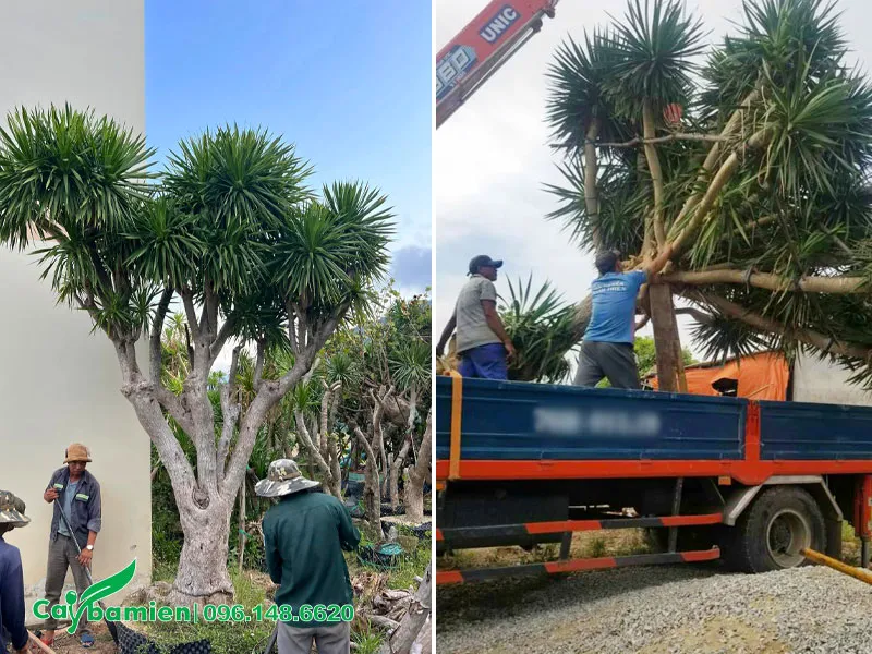 Bứng và cẩu cây Phát Tài Núi công trình lên thùng xe