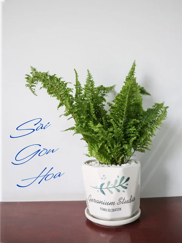 Chậu dương xỉ đá đặt trên bàn, mang đến vẻ đẹp gần gũi với thiên nhiên.