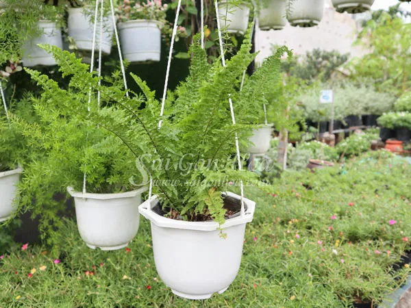 Chậu dương xỉ đá treo, tạo điểm nhấn xanh mát cho không gian.