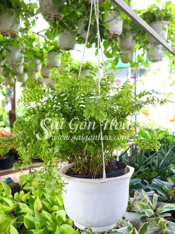 Chậu dương xỉ đuôi cá treo, tạo điểm nhấn xanh mát cho ban công.