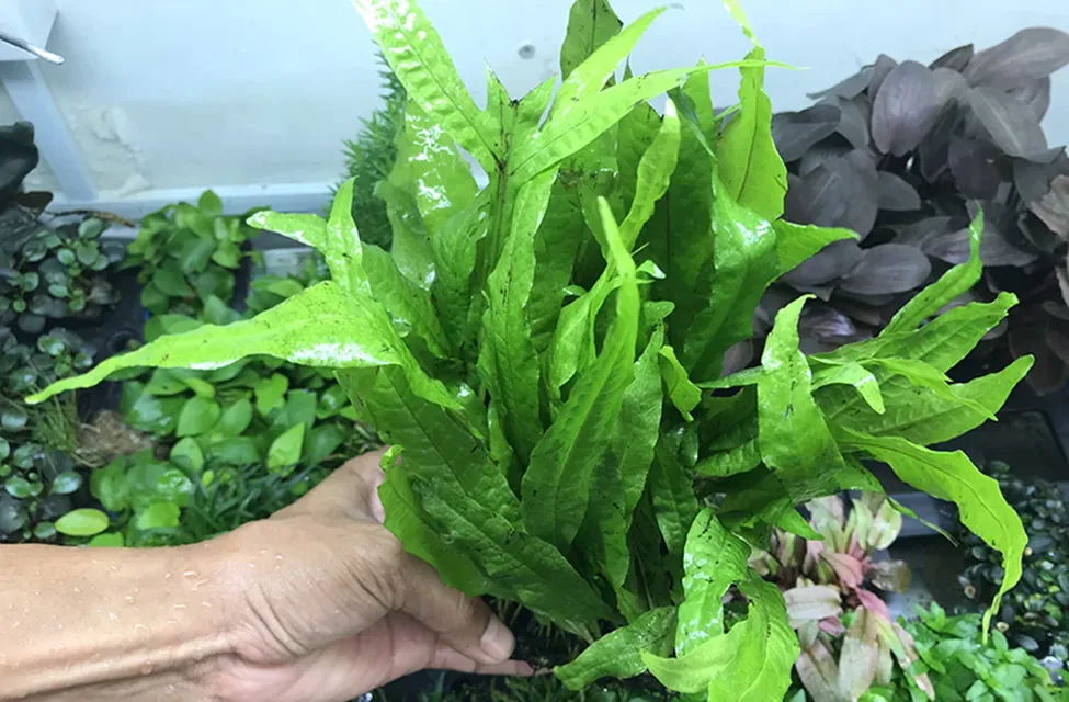 Cây dương xỉ Java thủy sinh ưa bóng mát, phù hợp cho văn phòng