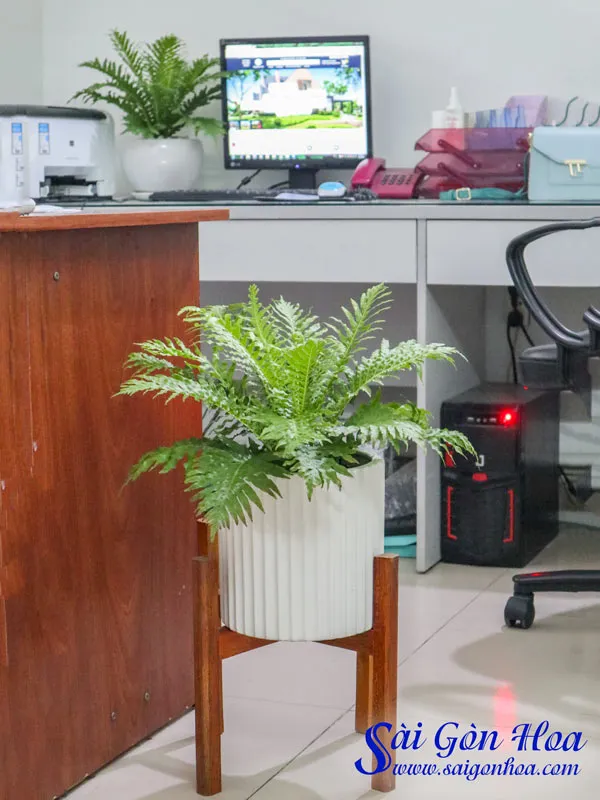 Cận cảnh chậu cây dương xỉ khủng tước với bộ lá xanh mướt, đầy sức sống.