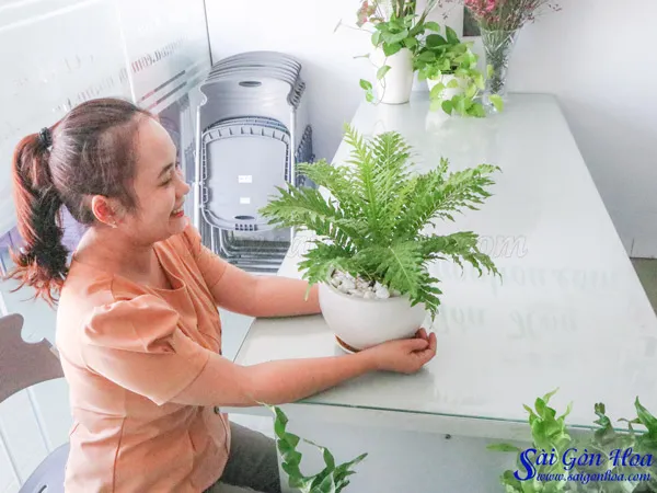 Chậu dương xỉ khủng tước đặt trên bàn, mang đến vẻ đẹp tinh tế cho không gian.