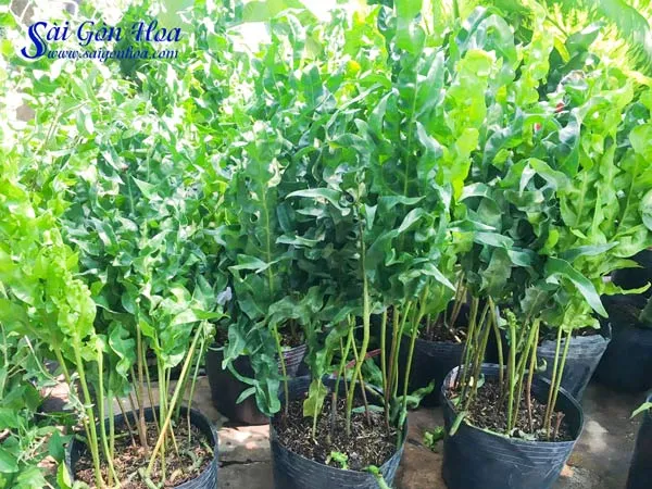 Cận cảnh bộ lá dương xỉ gạc nai với hình dáng độc đáo, thu hút mọi ánh nhìn.