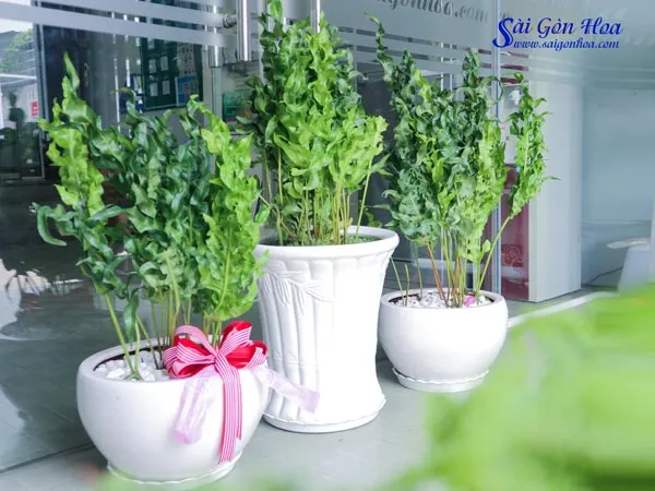 Cận cảnh những chiếc lá dương xỉ gạc nai với đường gân lá rõ nét, tạo cảm giác mềm mại.