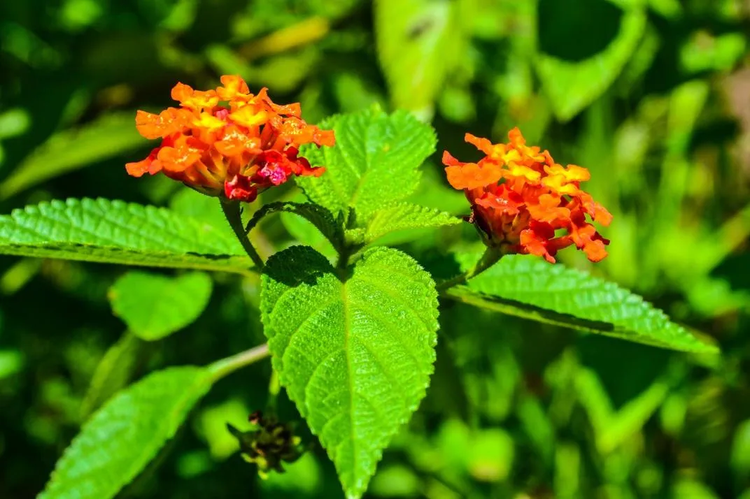 Cây bông ổi với nhiều cành ngang và lá xù xì