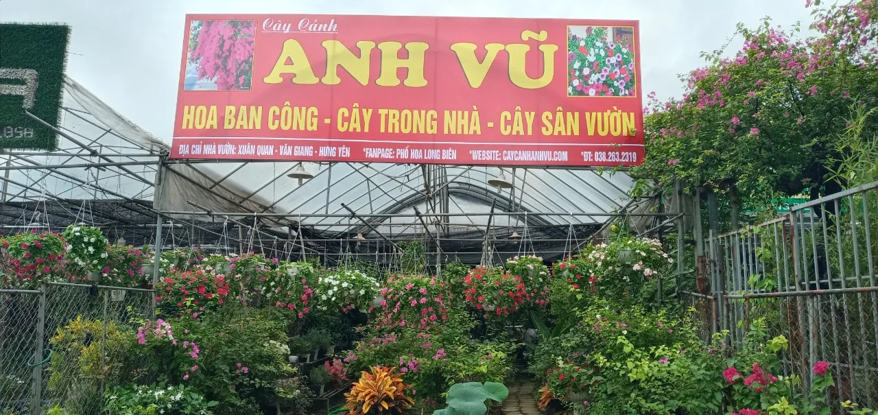 Cây cúc rủ với những chùm hoa trắng rủ xuống đầy duyên dáng