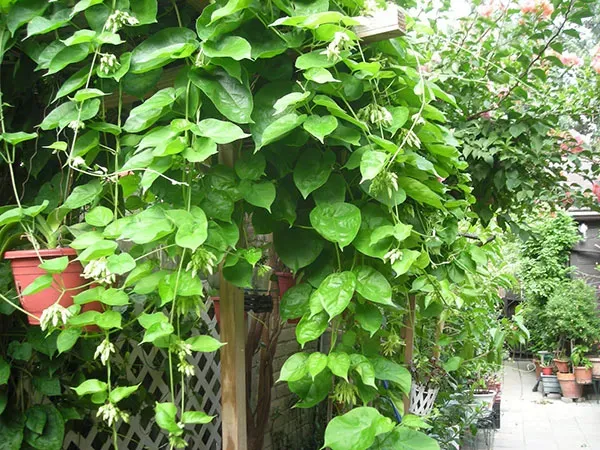 Dàn hoa thiên lý xanh tươi, đẹp mắt