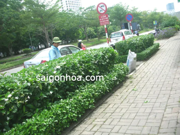 Hàng rào cây Lài trâu tạo không gian xanh mát