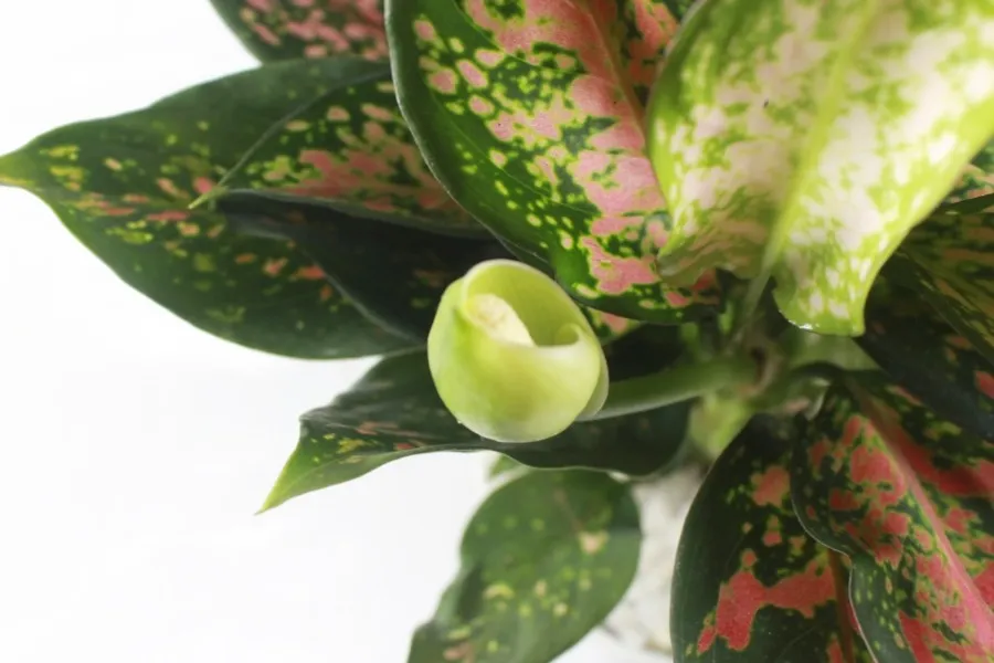 Hoa Vạn Lộc thường nhỏ nhắn và có màu nhẹ nhàng.