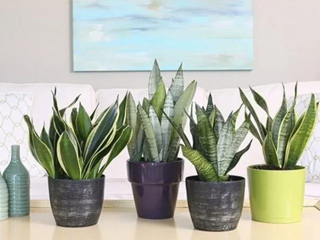 Happy Garden chậu trồng cây xi măng