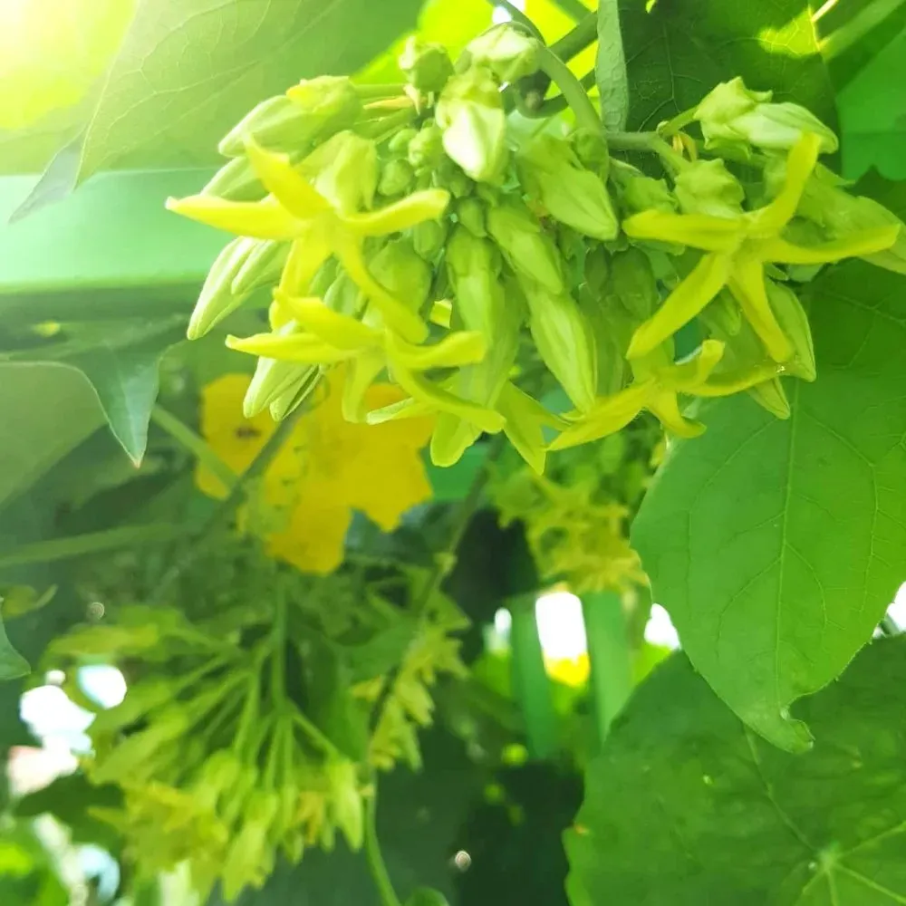 Hình ảnh hoa thiên lý nở rộ dưới ánh mặt trời