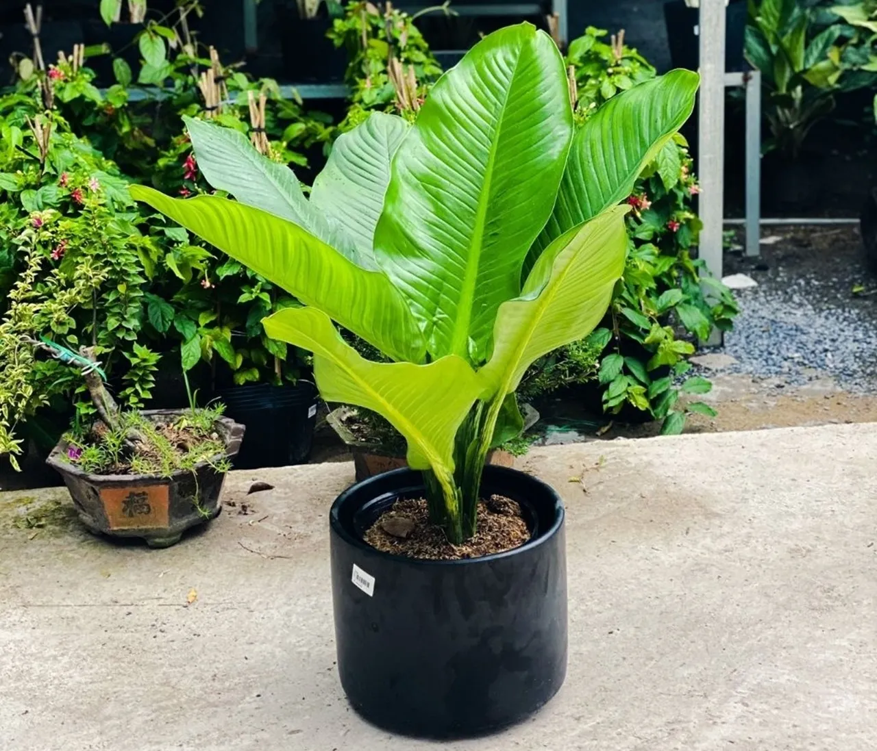 Cây Đại Phú Gia với lá to bản, mang ý nghĩa tài lộc dồi dào