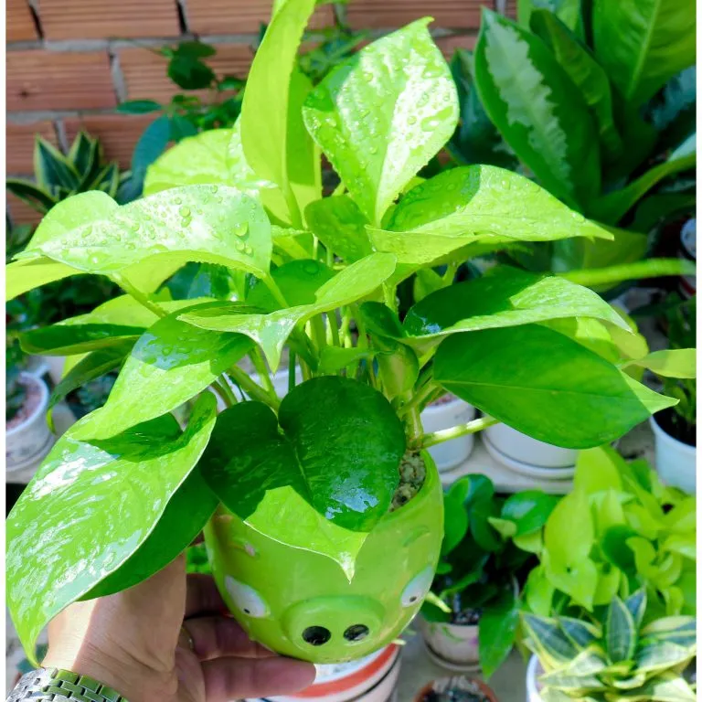 Trầu Bà với lá xanh mướt tượng trưng cho sự sinh sôi, nảy nở