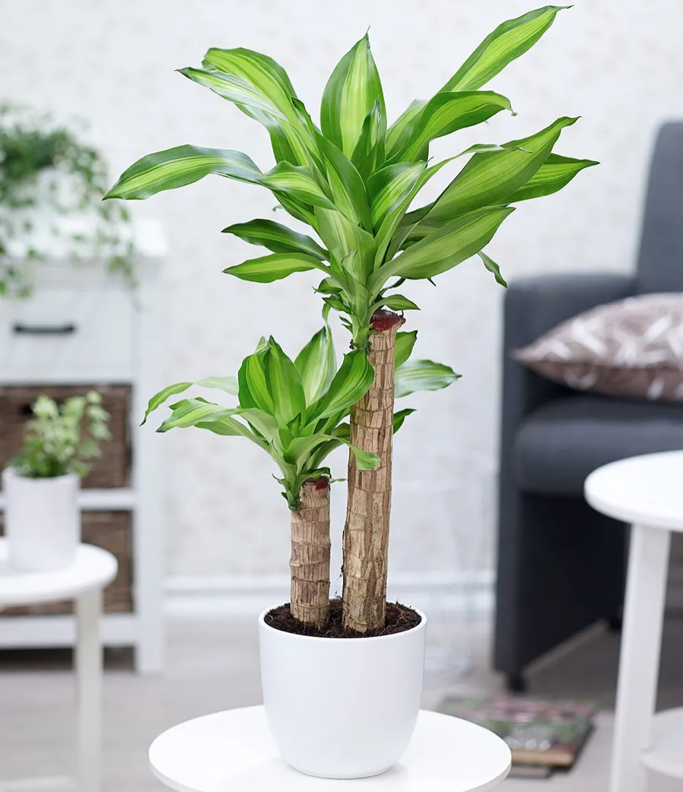 Cây Phát Tài với dáng cây thẳng, lá xanh vàng xen kẽ