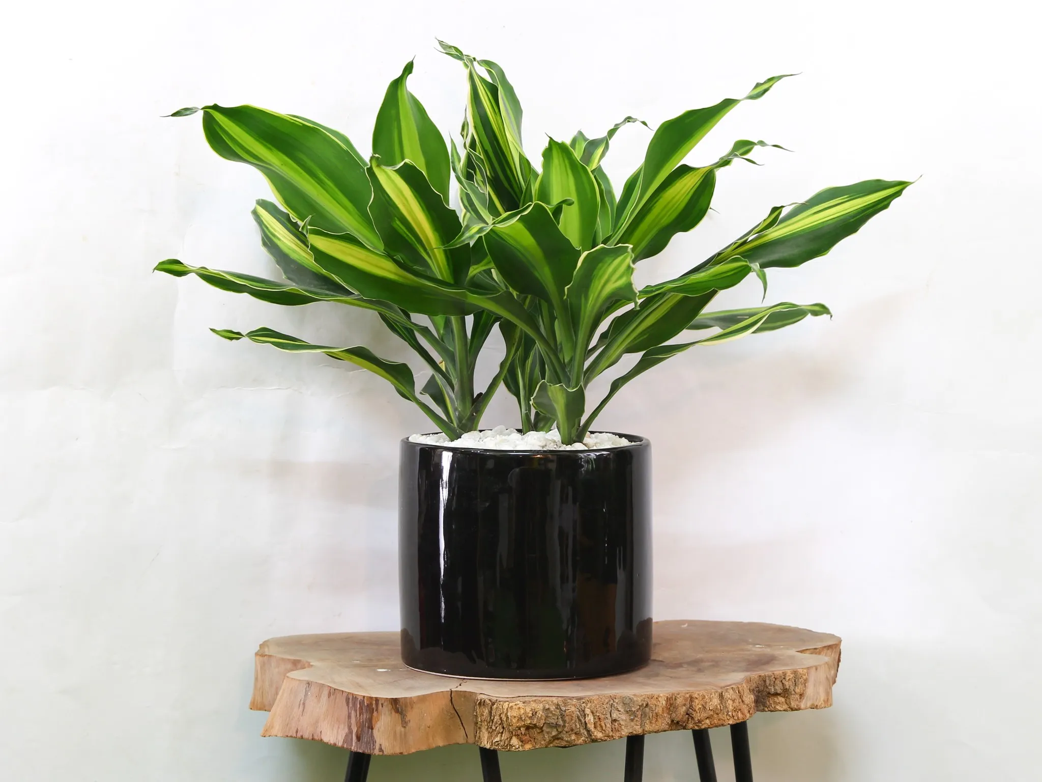 Cây Thiết Mộc Lan với hoa trắng tinh khôi và hương thơm quyến rũ