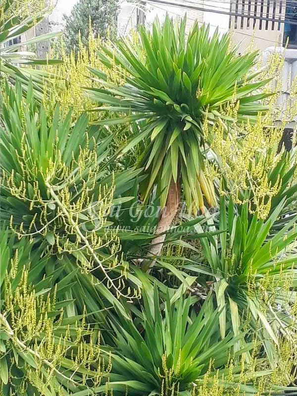 Cây phát tài núi ra hoa