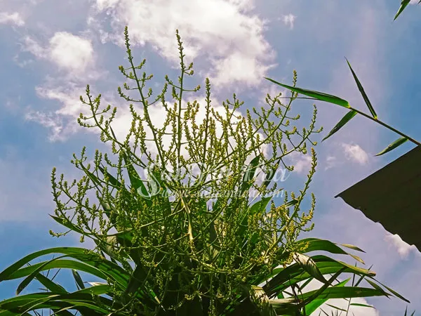 Cây phát tài núi ra hoa