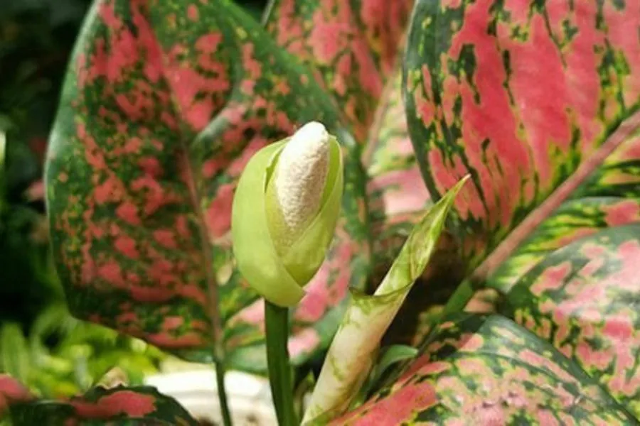 Hoa Vạn Lộc thường hiếm và khó tìm.