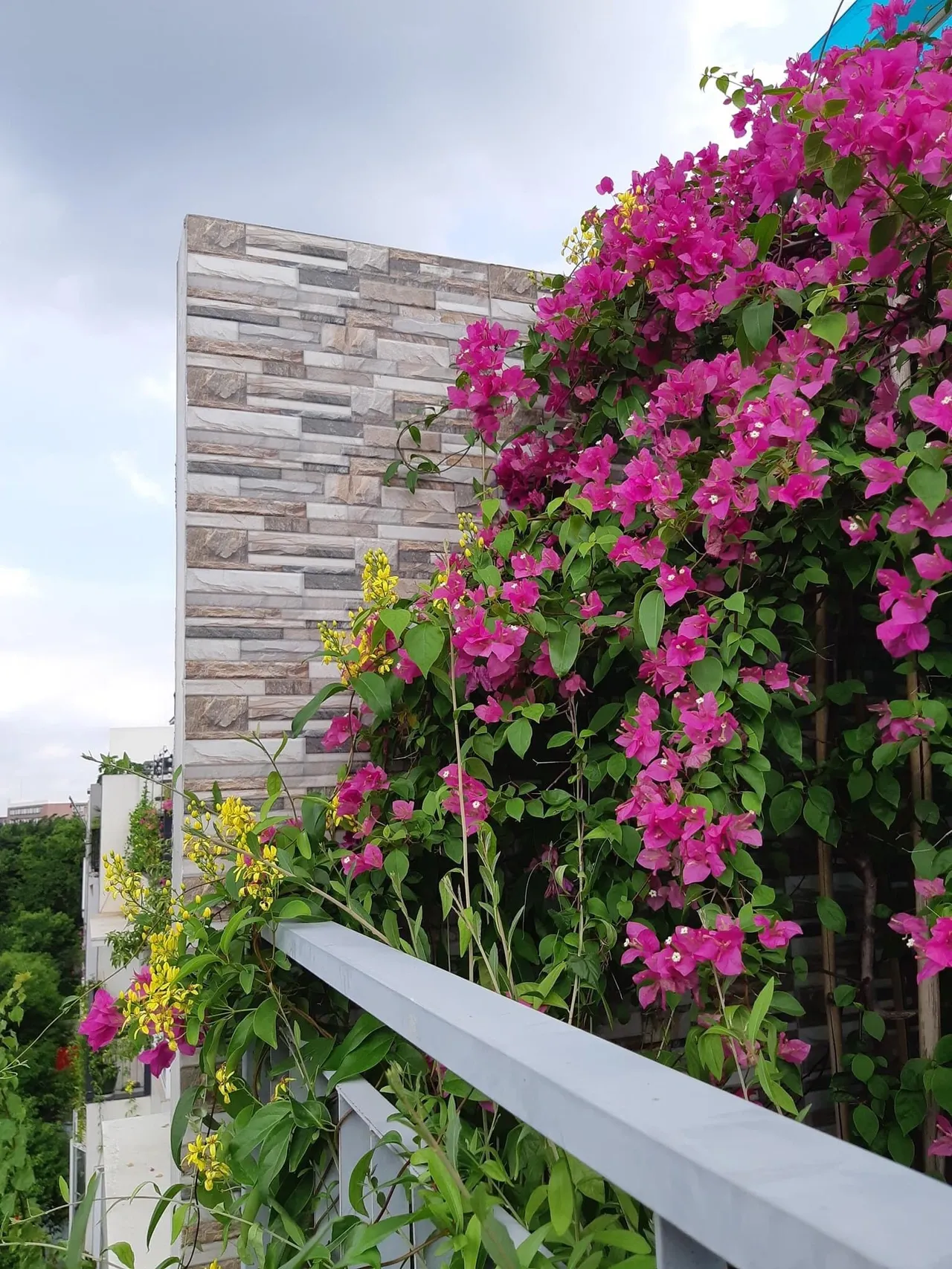 Mẹ đảm khéo tay “hóa biến” ban công thành vườn hoa giấy tuyệt đẹp ở Hà Nội - 8