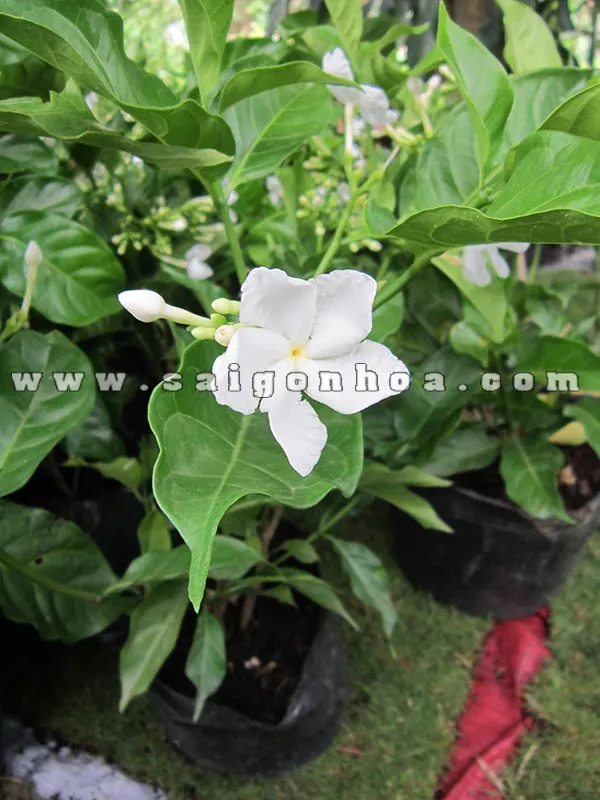 Hoa Lài trâu đơn với vẻ đẹp giản dị