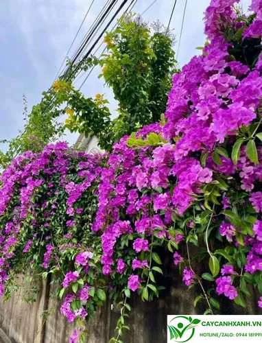 Hoa lan tỏi tím trồng hàng rào